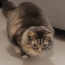 Avatar for Cat